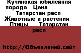 Кучинская юбилейная порода › Цена ­ 150-500 - Татарстан респ. Животные и растения » Птицы   . Татарстан респ.